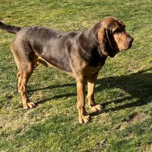 Image of Dennis, Lost Dog