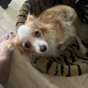 Image of Gin, Lost Dog