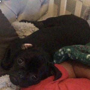 Image of Luna, Lost Dog