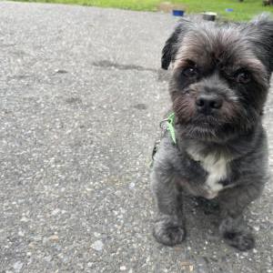 Image of Tokyo, Lost Dog