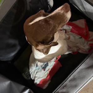 Image of IDK - its a found do, Found Dog