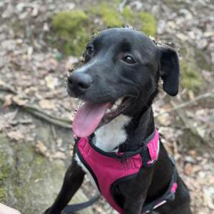 Image of Georgia, Lost Dog