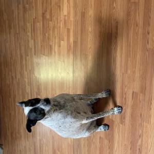 Image of Yumi, Lost Dog