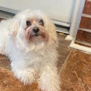 Image of Bella, Lost Dog