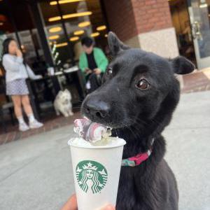 Lost Dog Linda