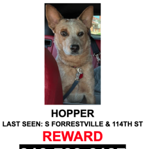 Image of Cricket, Lost Cat