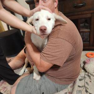 Image of Unknown, Found Dog