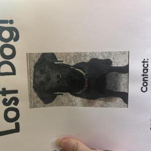 Image of Huck, Lost Dog