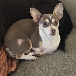 Lost Dog Lucy
