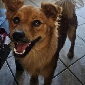 Lost Dog Pumpkin