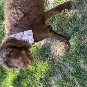 Image of Whiskey, Lost Dog