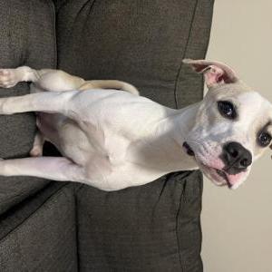 Image of Macie Ann, Lost Dog