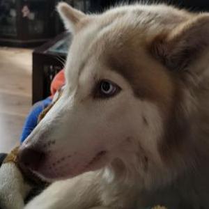 2nd Image of Chavy, Lost Dog