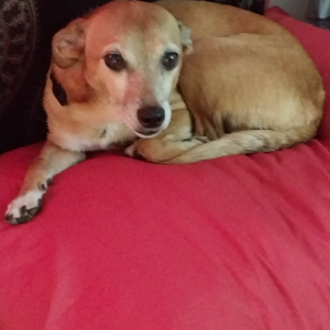 Image of Blu Belle, Lost Dog