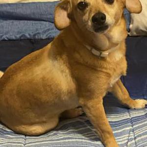 Image of Le’ola, Lost Dog