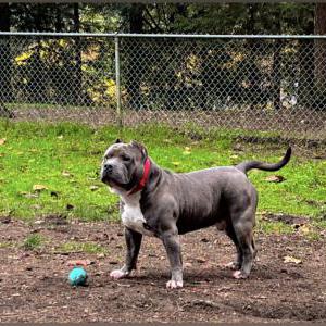 Image of Arus, Lost Dog