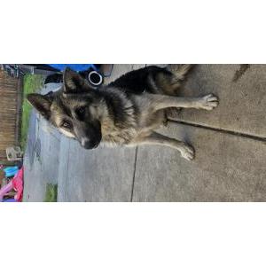 Found Dog Unknown