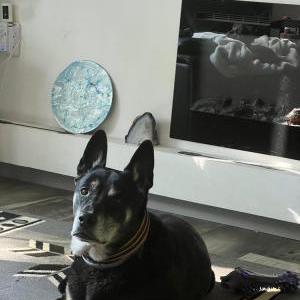 Image of Jake, Lost Dog