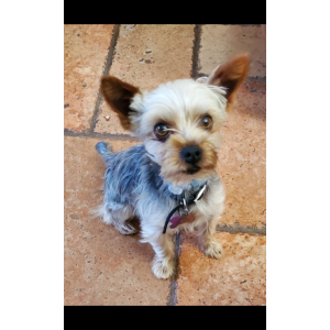 Image of Sanmy, Lost Dog