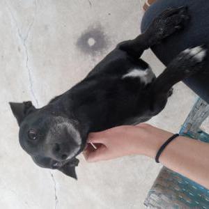 Image of Loki, Lost Dog