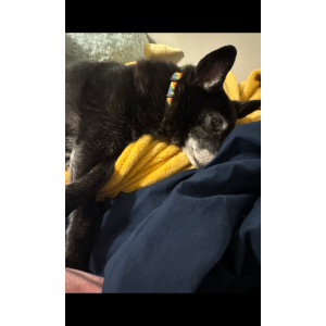 Image of Tinker, Lost Dog