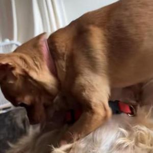 Image of Lola, Lost Dog