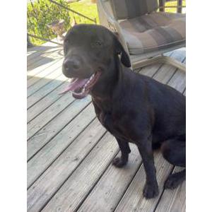 Image of Mocha, Lost Dog