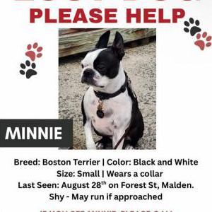 Image of Minnie, Lost Dog