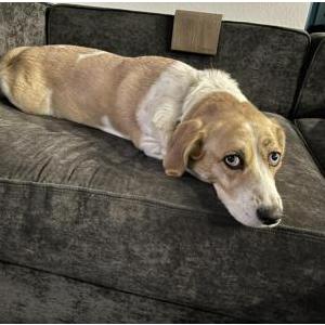 Image of Fern, Lost Dog