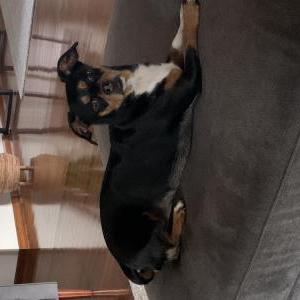 Image of Lucy Walkup, Lost Dog