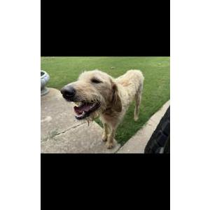 Image of Unknown, Found Dog