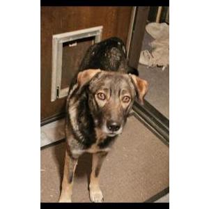 Image of Jake, Lost Dog