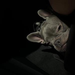 Image of Koa, Lost Dog