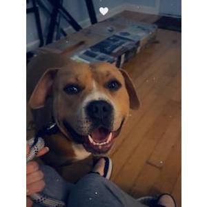 Image of Pooh, Lost Dog