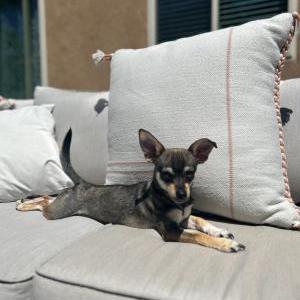 Lost Dog Jasmine Brown