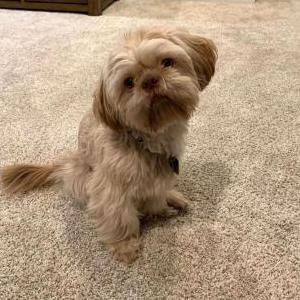 Lost Dog Leo