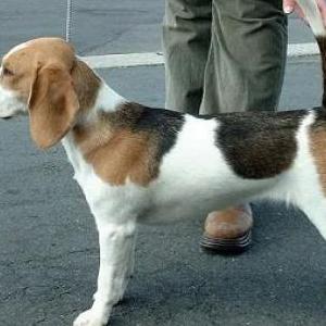 Lost Dog Chloe