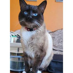 Image of Mongkut, Lost Cat