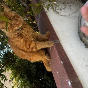 Image of Unknown, Found Cat