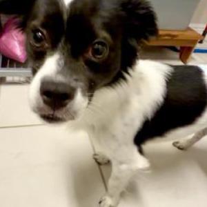 Image of Unknown, Found Dog