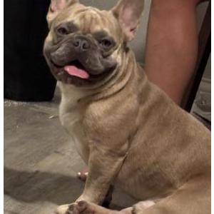 Image of Unknown, Found Dog