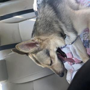 Image of Unknown, Found Dog