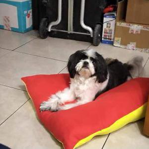Lost Dog Reza