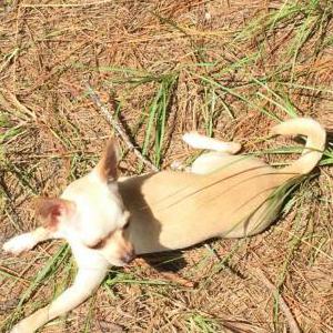 Image of Daisy, Lost Dog