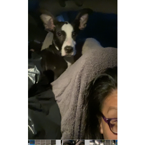 Image of Snoopy, Lost Dog