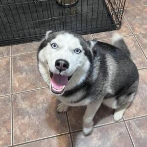 Image of Koda, Lost Dog
