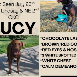 Image of Lucy, Lost Dog