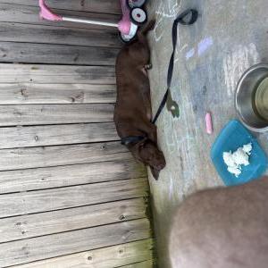 Image of Rosie, Lost Dog