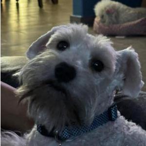 Image of Lobito, Lost Dog