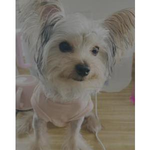 Image of Nala, Lost Dog